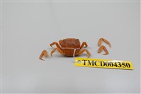 藏品(絨毛近方蟹)的圖片